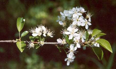 Prunus mahaleb: Mahaleb cherry flowers