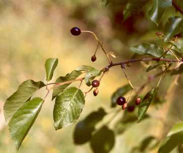 Prunus mahaleb: Mahleb cherry fruits