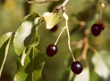 Prunus mahaleb: Detailaufnahme Mahalebkirsche