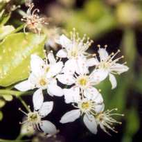 Prunus mahaleb: Mahaleb cherry flowers