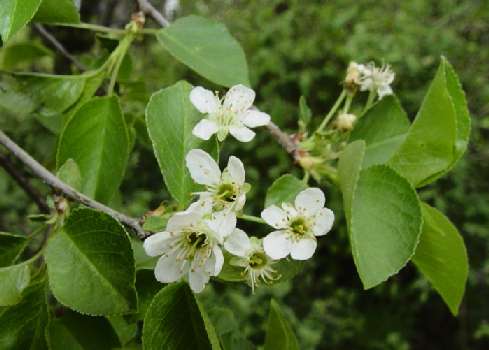 Prunus mahaleb: Lucie cherry flowers