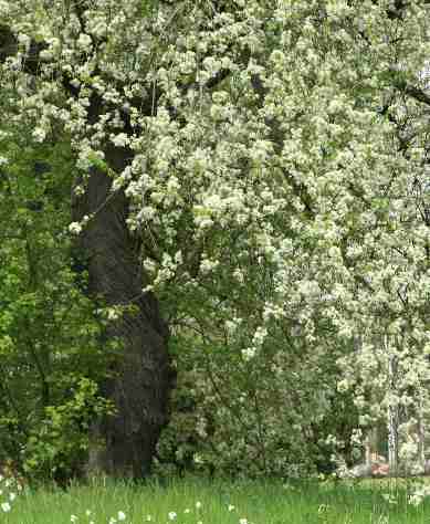 Prunus mahaleb: Aromatic Chery tree in blossom