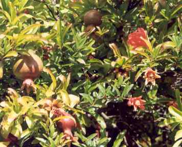 Punica granatum: Reifende Granatäpfel