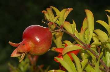 Punica granatum: Reifender Granatapfel