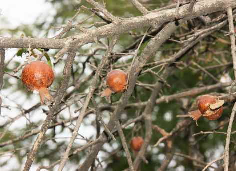 Punica granatum: Wilde Granatäpfelsträcher