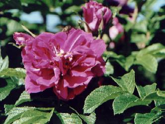 Rosa rugosa: Kartoffelrose
