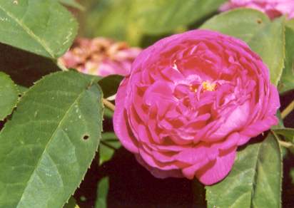 Rosa damascena: Damaszenerrose Rose de Resht