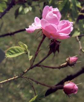Rosa damascena: Damask rose flower