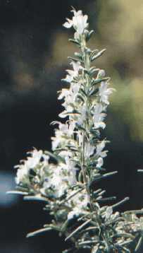 Rosmarinus officinalis: Rosemary flowers