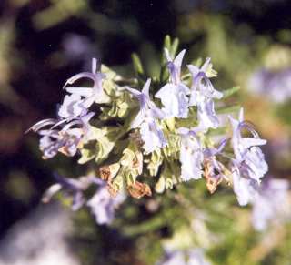 Rosmarinus officinalis: Rosmarinblüte