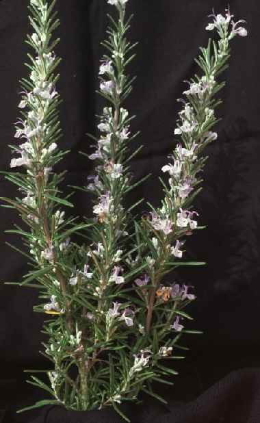 Rosmarinus officinalis: Rosemary plant