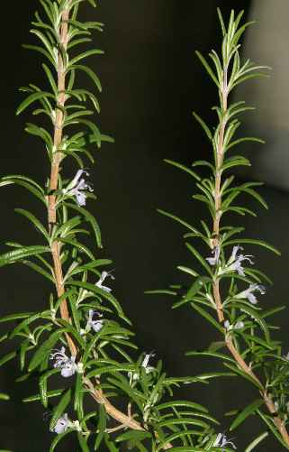 Rosmarinus officinalis: Flowering rosemary shrub