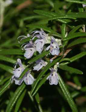 Rosmarinus officinalis: Rosemary flowers