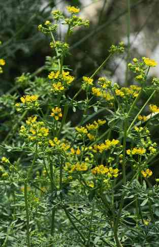 Ruta graveolens: Garden rue, flowering plant