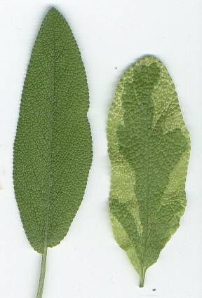 Salvia officinalis: Sage leaves