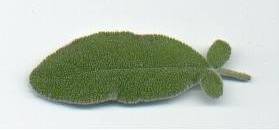 Salvia triloba: Dreilappiger Salbei (Blatt)