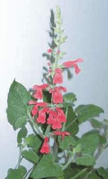Salvia darcyi: Guavensalbei