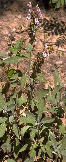 Salvia officinalis: Garden sage