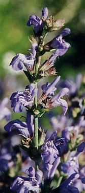 Salvia officinalis: Sage flower