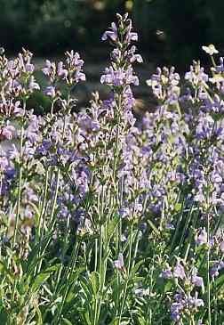 Salvia officinalis: Sage plants
