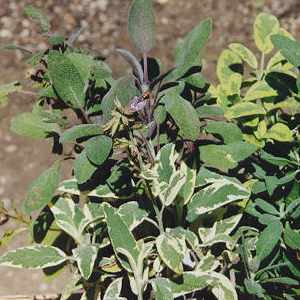 Salvia officinalis: Sterile sage plants