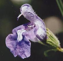 Salvia triloba: Three-lobed sage flower