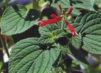 Salvia rutilans: Honigmelonen-Salbei