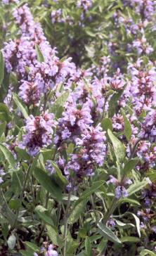 Salvia officinalis: Flowers of garden sage