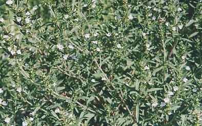 Satureja hortensis: Savory in flower