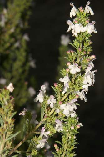 Satureja montana: Winterbohnenkraut Blütenstand