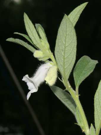 Sesamum indicum: Blühende Sesampflanze