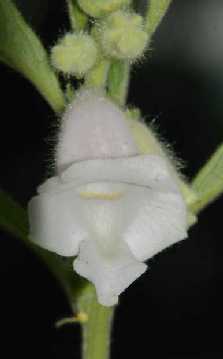 Sesamum indicum: Sesame flower