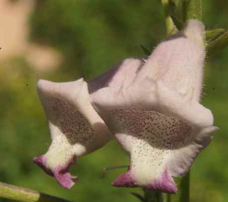 Sesamum indicum: Purple sesame flower