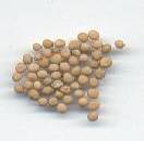 Sinapis alba: White mustard seeds