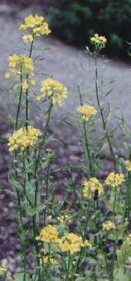 Sinapis alba: White mustard flowers