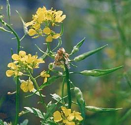 Sinapis alba: Blüten und unreife Früchte