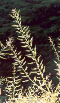 Sinapis alba: White mustard unripe fruits
