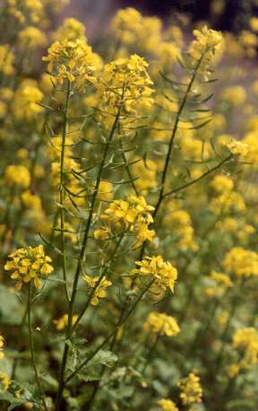 Sinapis alba: Flowering white mustard plants