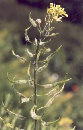 Sinapis alba: Flowering top of white mustard plant