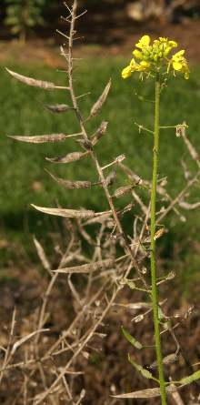Sinapis alba: White mustard (flowers and dry fruits)
