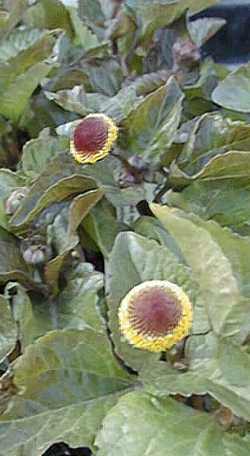 Spilanthes oleracea: Zahnwehpflanze mit Blüten