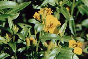 Tagetes lucida: Mexican tarragon (flowering plant)