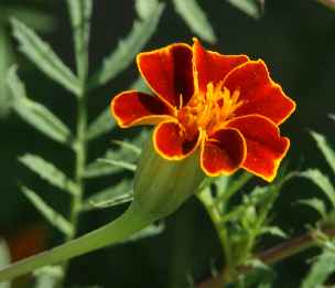 Tagetes erecta: Marigold flower