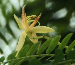 Tamarindus indica: Tamarindenblüte