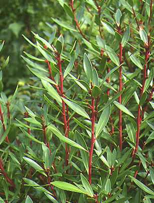Tasmannia (Drimys) lanceolata: Tasmanian pepper