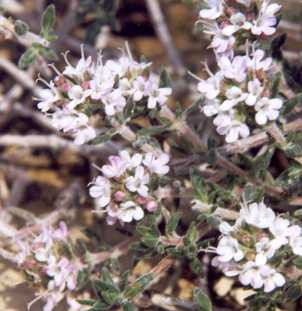 Thymus willdenowii: North African thyme