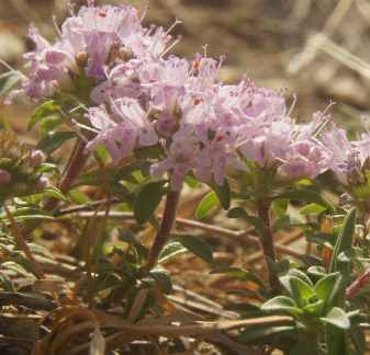 Thymus linearis: Himalayan wild thyme