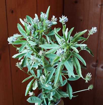 Trigonella caerulea: Flowering South Tyrolean bread clover