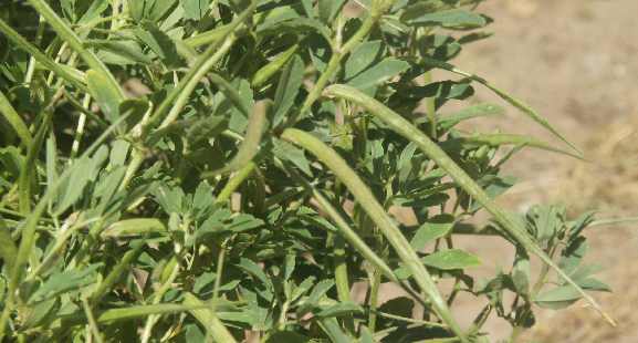 Trigonella foenum-graecum: Fenugreek plant with immature fruits (pods)
