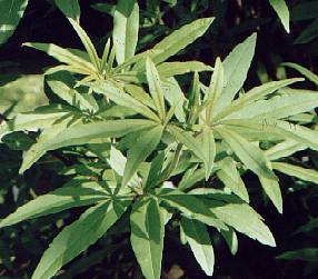 Vitex agnus-castus: Chaste tree (sterile plant)
